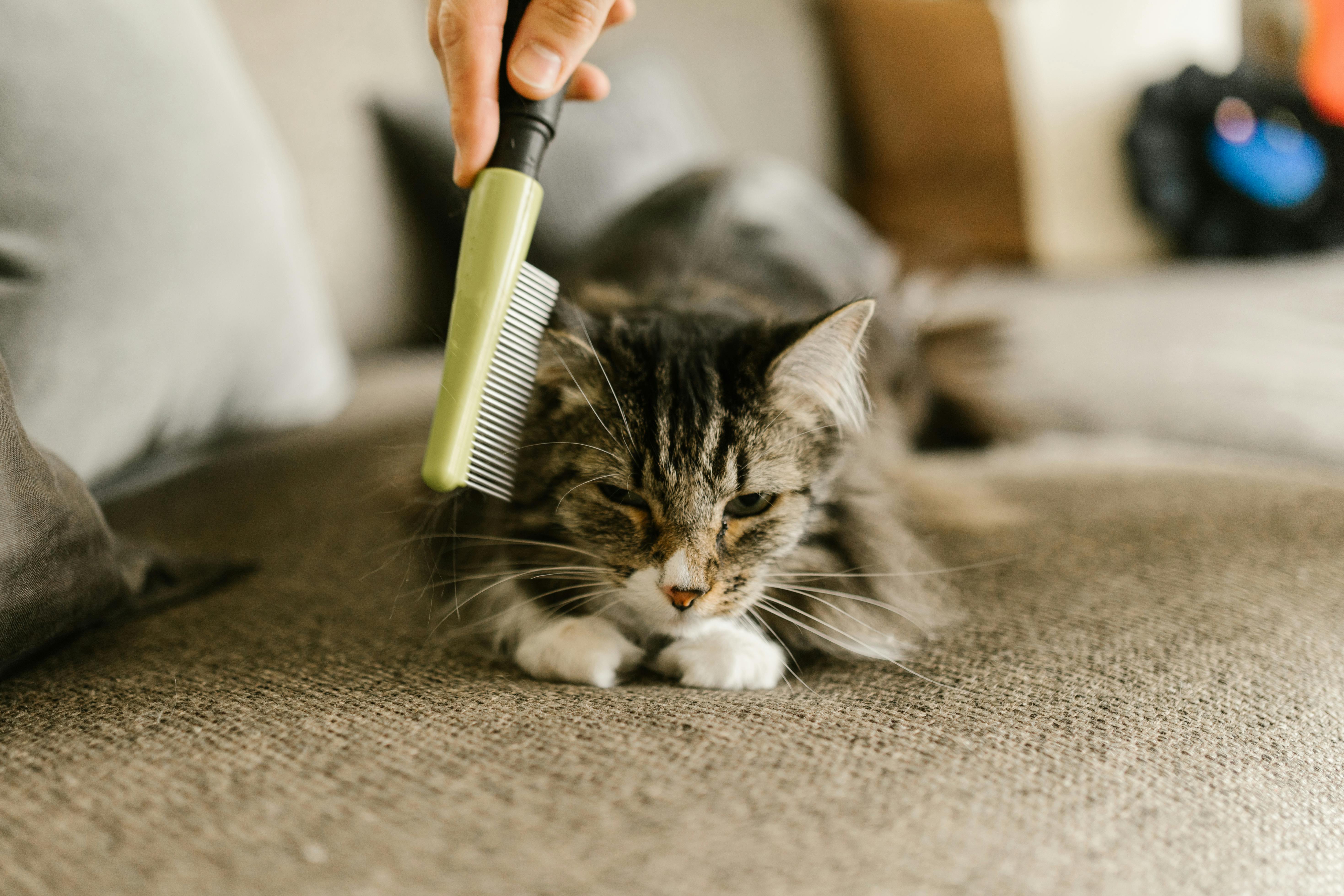 Cat getting brushed
