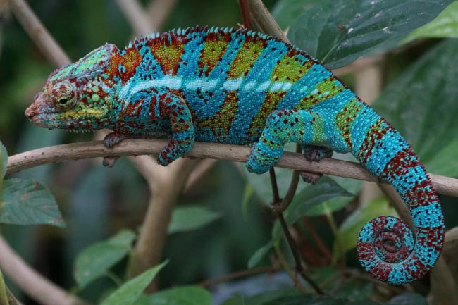 chameleon-image
