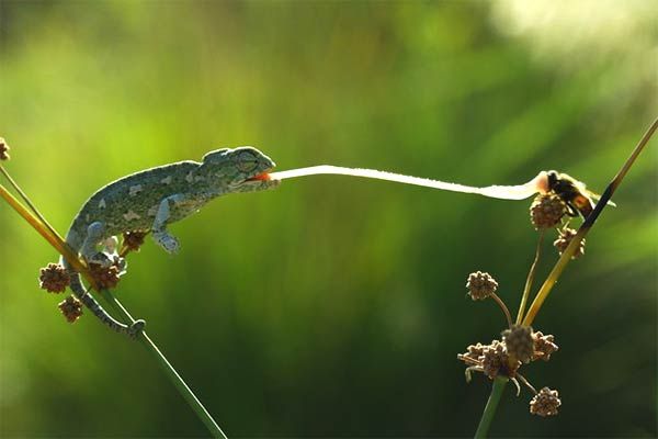 Picture of chameleon eating a fly