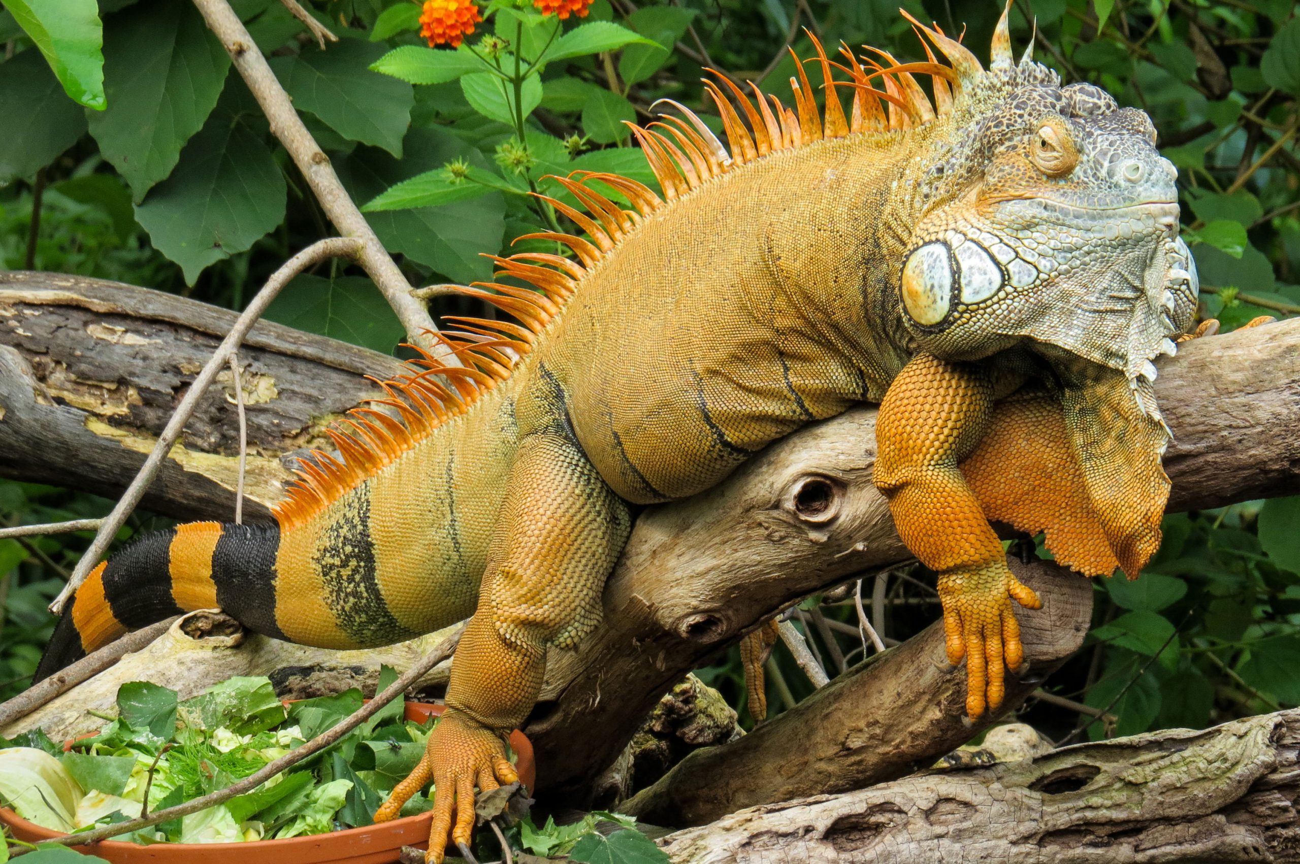 orange-lizard