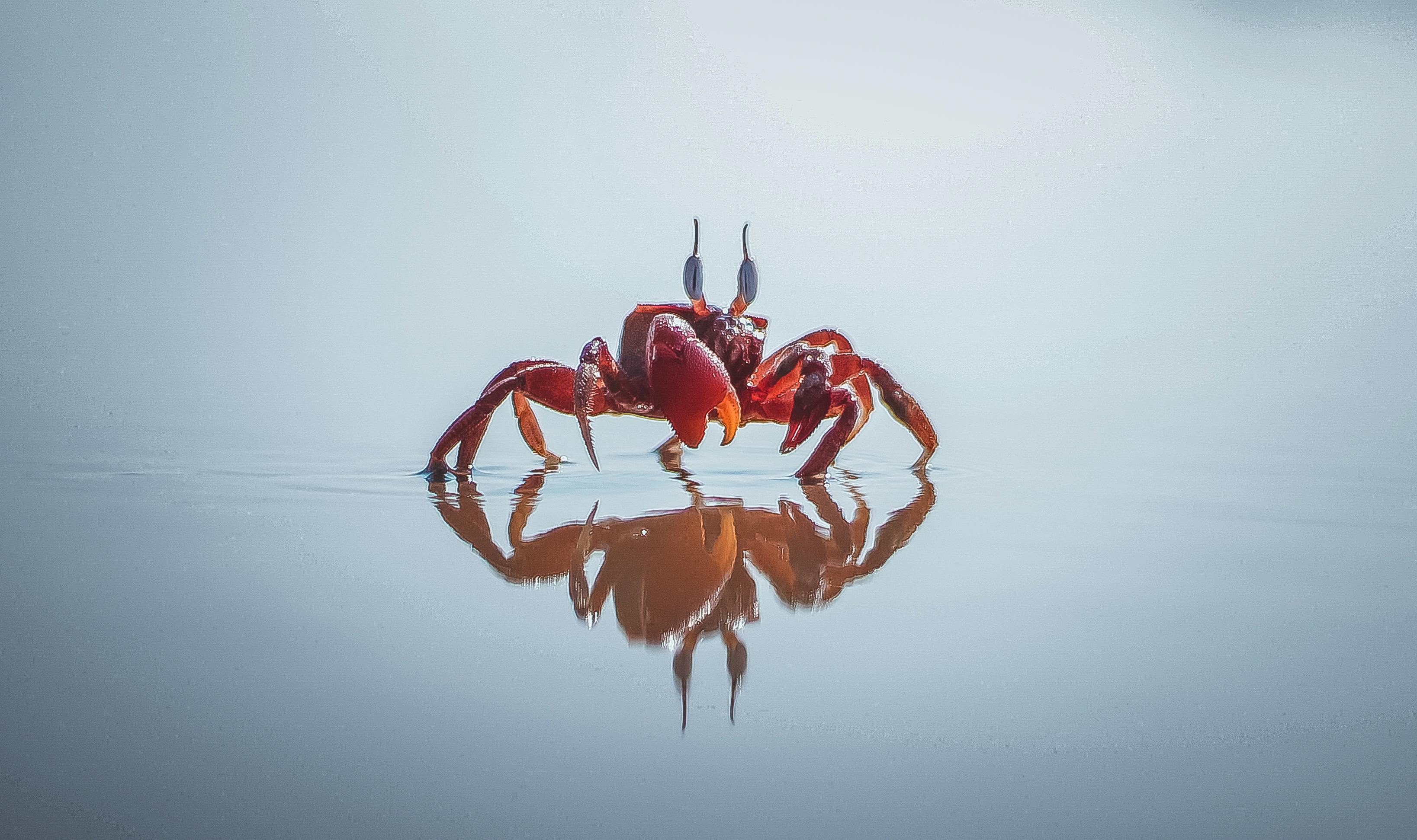 A red crab standing